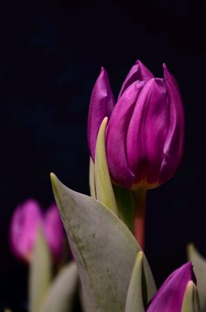 Purple tulibの素材