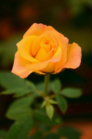 yellow roseの素材