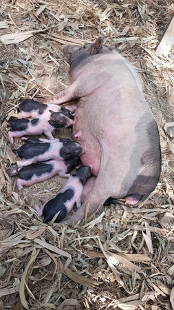 Little piglets sucking milkの素材