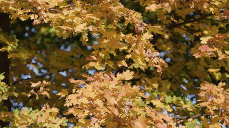Leaf fall in the autumn city park. Beautiful background 4k