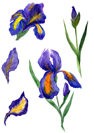Irises Hand Darwn Set. Watercolor Illustration. Ideal for Wedding Projectsの写真素材