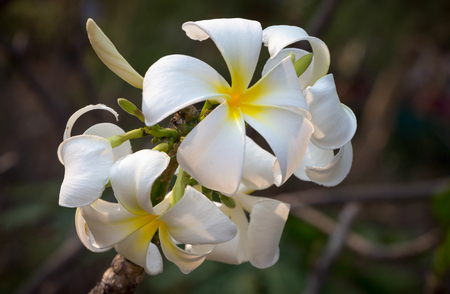 asian white flowersの写真素材