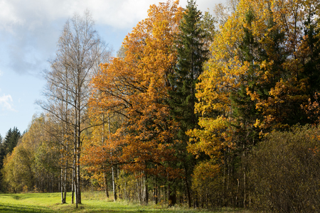 autumn park in sunny day Old park in the town of Pushkin, Russia autumnの写真素材