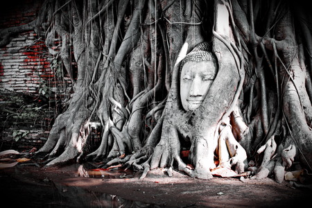 Unseen of thailand Buddha headの写真素材