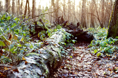 Landscape of autumn forest. Trees and leafs.の写真素材