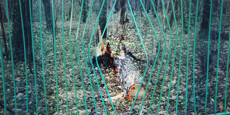 Conceptual photo of broken tree in park.の写真素材