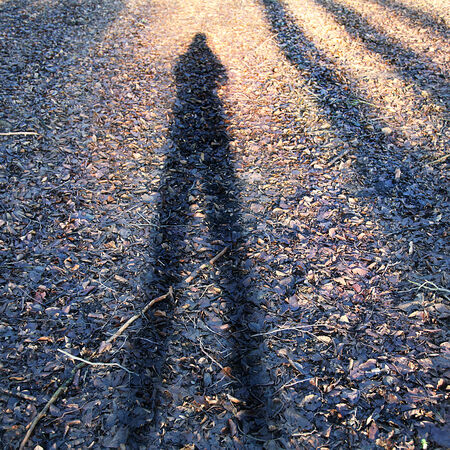 Conceptual photo of man's shadow in forest on leafs.の写真素材
