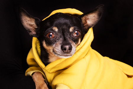Beautiful chihuahua dog looking at camera. Animal portrait. Chihuahua dog in yellow blouse. Funny animals.の写真素材