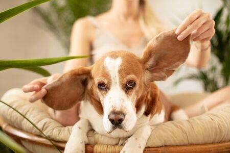 Lazy beagle dog resting comfortably at home.の写真素材