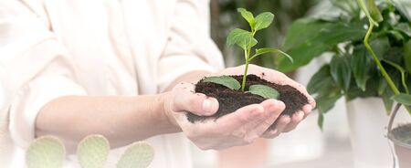 Hands holding and caring a young green plant, Seedlings are growing from abundant soil.Planting tree, reduce global warming, love nature concept.の写真素材
