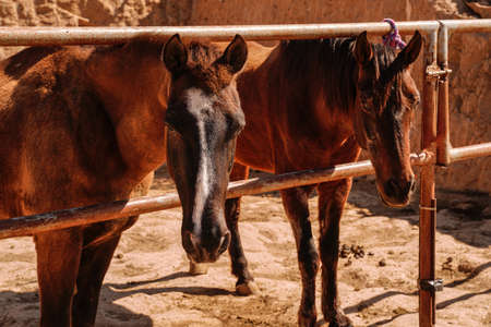 Photo of two beautiful brown horses. Country farm. Ranch. Non urban scene.の写真素材