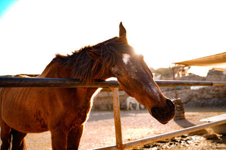 Closeup portrait of beautiful horse on the farm. Day on the ranch. Animals photography.の写真素材