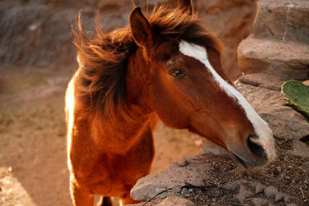Closeup portrait of beautiful horse on the farm. Day on the ranch. Animals photography.の写真素材