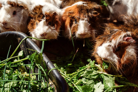 A large group of guinea pigs eat greens outdoors, sunny day. Animal rescue.の写真素材