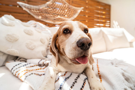 One beagle dog lying, resting on the boho couch. Sunny summer day.の写真素材