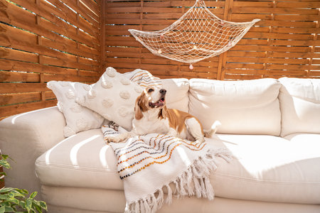 Beagle dog lying, resting on the couch on the boho terrace. Sunny summer day.の写真素材