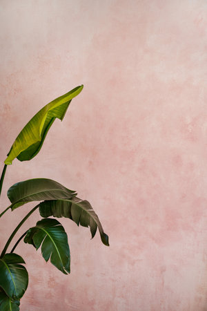 Real photo of modern pink wall and green house plant on the left. A lot of copy space on the background. natural light.の写真素材
