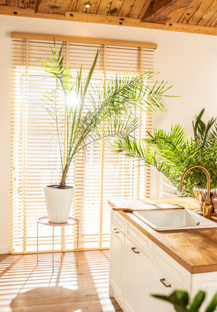 Beautiful white kitchen in apartment with boho interior. A lot of green plants. Wooden ceiling.の写真素材