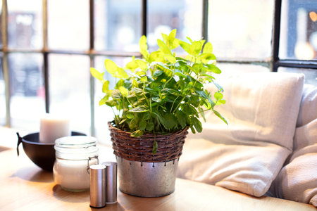 Photo of fresh mint in a pot on the restaurant table. Daylight.の写真素材