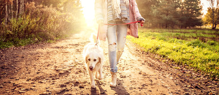 Beautiful young golden retriever dog on a walk in a beautiful autumn forest. Leisure time with animal friend.の写真素材