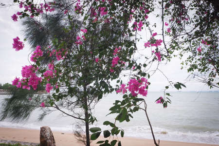 tree and the shore of the flowering Gulf of Thailand