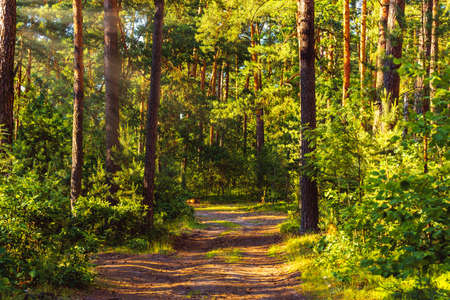Footpath in the pine forest with sunrays