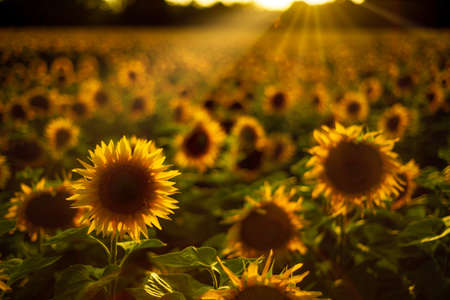 field of sunflowers at sunset with rays of the sunの写真素材