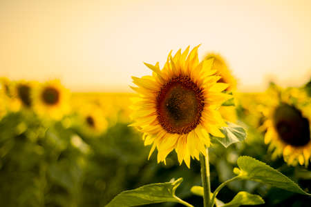 Sunflower close-up on a background of evening sky at sunset. side view. high quality photoの写真素材