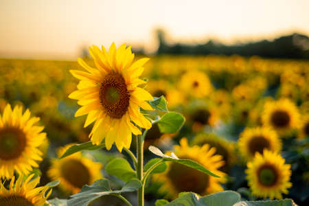 sunflower in sunflower field in summer. close-up viewの写真素材