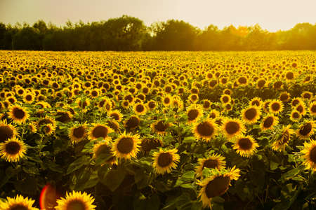 Beautiful sunset at sunflowers field in summer