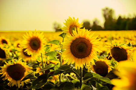 Sunflowers field at sunset close-up viewの写真素材
