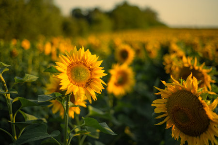 field of sunflowers lit by the evening sunの写真素材