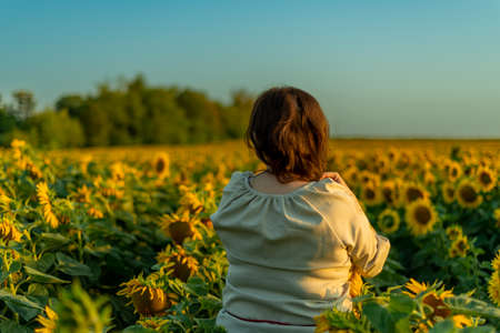 girl in the field of sunflowers at sunsetの写真素材