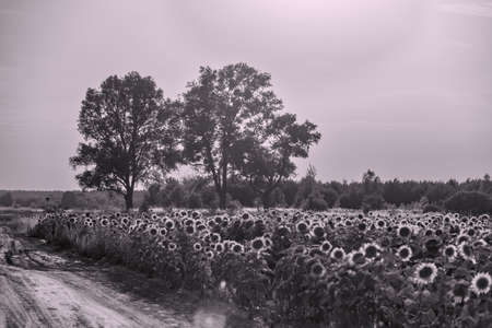 Black-and-white vintage photo of rural landscape with poplar trees, sunflower field and dirtroadの写真素材