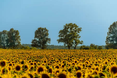Photo of rural landscape with poplar trees and sunflower fieldの写真素材