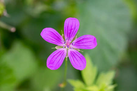 A small forest pink flower against a green blurred backgroundの写真素材