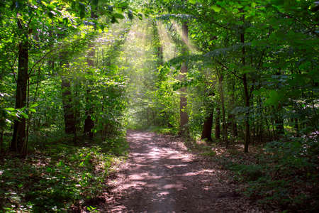 A beautiful summer forest scene with a path and sun raysの写真素材