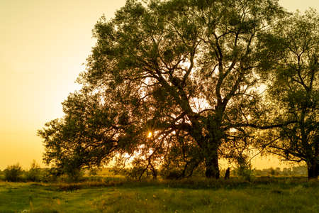 Beautiful tree at sunset in summerの写真素材