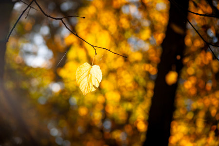 Yellow leaf on a branch in the park with autumn foliage in the backgroundの写真素材