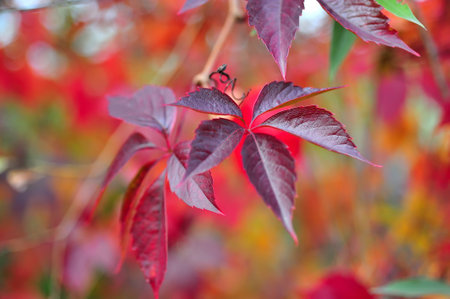 Red leaves of a plant in the fallの写真素材
