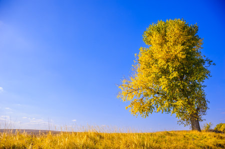 yellow tree in the fieldの写真素材