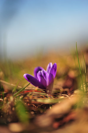 purple crocus flower in spring lit by the sunの写真素材