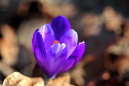 purple crocus flower in the springの写真素材
