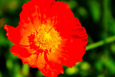 Orange poppyの写真素材