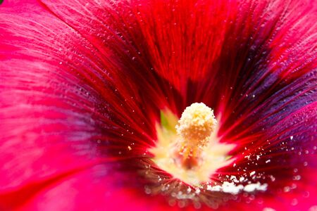 Chinese roseの写真素材