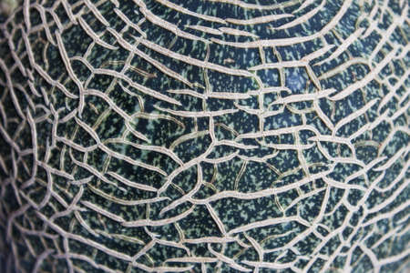 Closeup Cantaloupeの写真素材