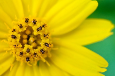 Climbing Wedeliaの写真素材