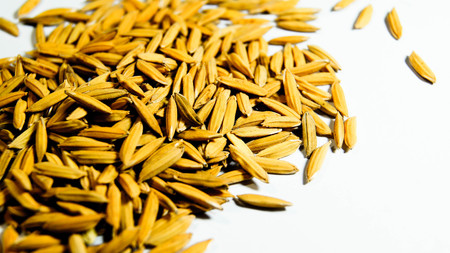 Paddyの写真素材