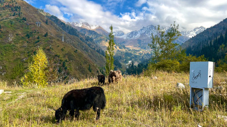 Cows grazing in a meadow on the background of a beautiful mountain landscapeの写真素材
