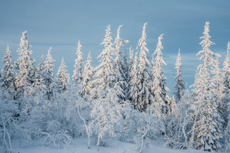 Some fir-trees and bushes under snow in norwayの写真素材